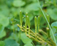 Austrolycopodium fastigiatum