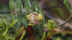 Dichaea neglecta