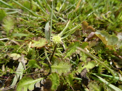 Leptinella dioica