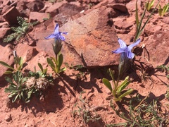 Gentianopsis barbellata