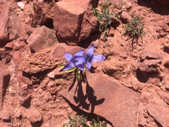 Gentianopsis barbellata