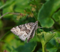 Chrysolarentia rhynchota