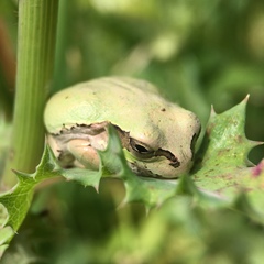 Hyla japonica