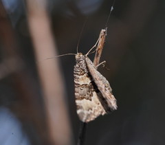 Chrysolarentia rhynchota