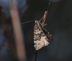 Chrysolarentia rhynchota