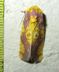 Copifrontia xantherythra