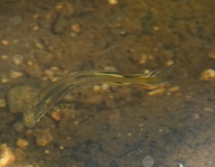 Pseudomugil signifer