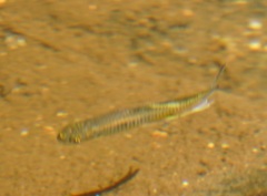 Pseudomugil signifer