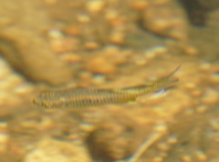 Pseudomugil signifer
