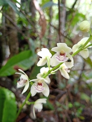 Koellensteinia eburnea