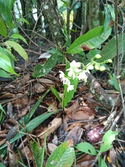 Koellensteinia eburnea