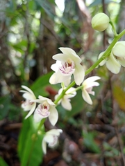 Koellensteinia eburnea