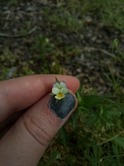 Viola