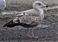 Larus argentatus