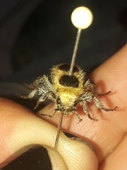 Dasymutilla cressoni