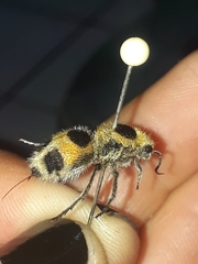 Dasymutilla cressoni