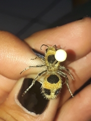Dasymutilla cressoni