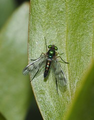 Heteropsilopus ingenuus