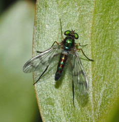 Heteropsilopus ingenuus