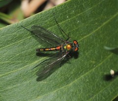 Heteropsilopus cingulipes