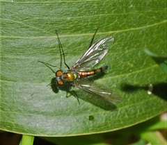 Heteropsilopus cingulipes