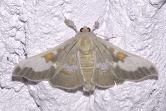 Siga pyronia