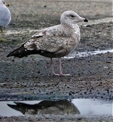 Larus argentatus