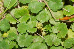 Hydrocotyle algida