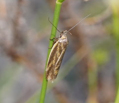 Poliorhabda auriceps