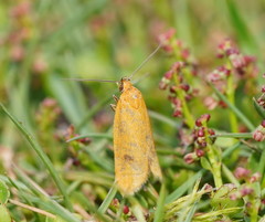 Endeolena aurinatella