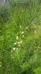 Acacia ptychoclada