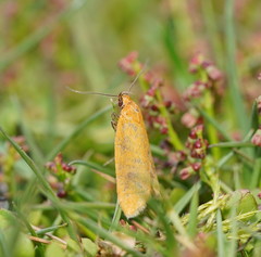 Endeolena aurinatella