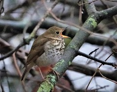 Catharus guttatus