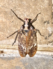 Phrictus moebiusi