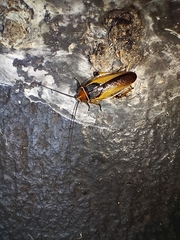 Ellipsidion gemmiculum