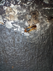 Ellipsidion gemmiculum