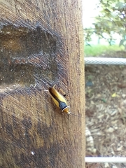 Ellipsidion gemmiculum