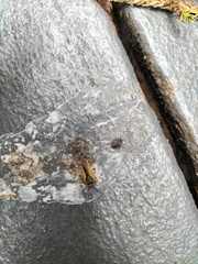 Ellipsidion gemmiculum