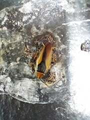 Ellipsidion gemmiculum