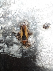 Ellipsidion gemmiculum