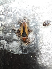 Ellipsidion gemmiculum