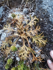 Aciphylla hookeri