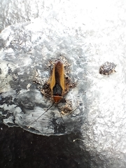 Ellipsidion gemmiculum