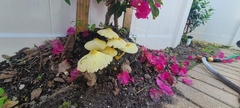 Leucocoprinus birnbaumii image