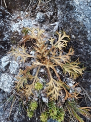 Aciphylla hookeri