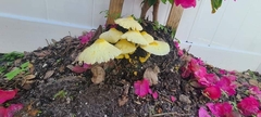 Leucocoprinus birnbaumii image