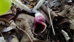 Asarum canadense canadense