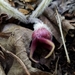 Tailed Wild Ginger - Photo (c) cassi saari, some rights reserved (CC BY-NC)