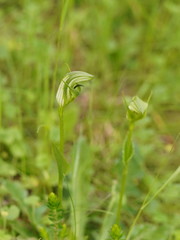 Pterostylis monticola