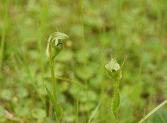 Pterostylis monticola